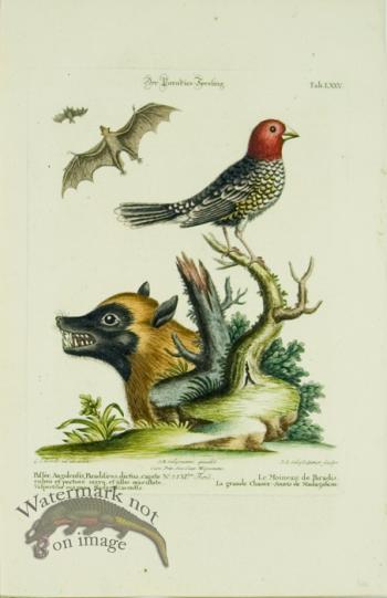 SB 20 Le Moineau de Paradis (The Sparrow of Paradise)